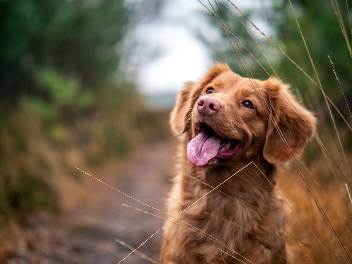 A relaxed, happy dog on a woodland walk