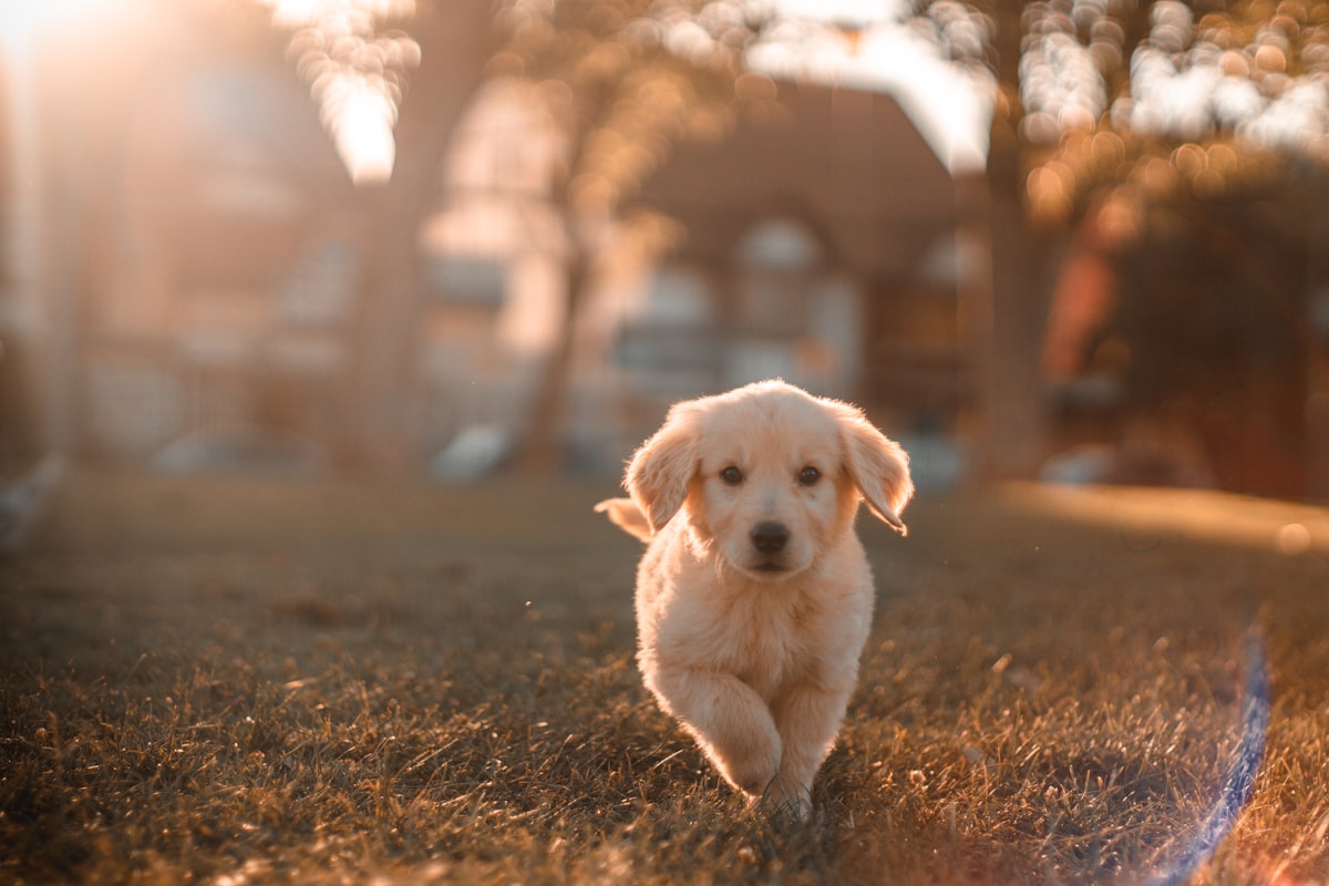 A puppy trotting through golden evening light