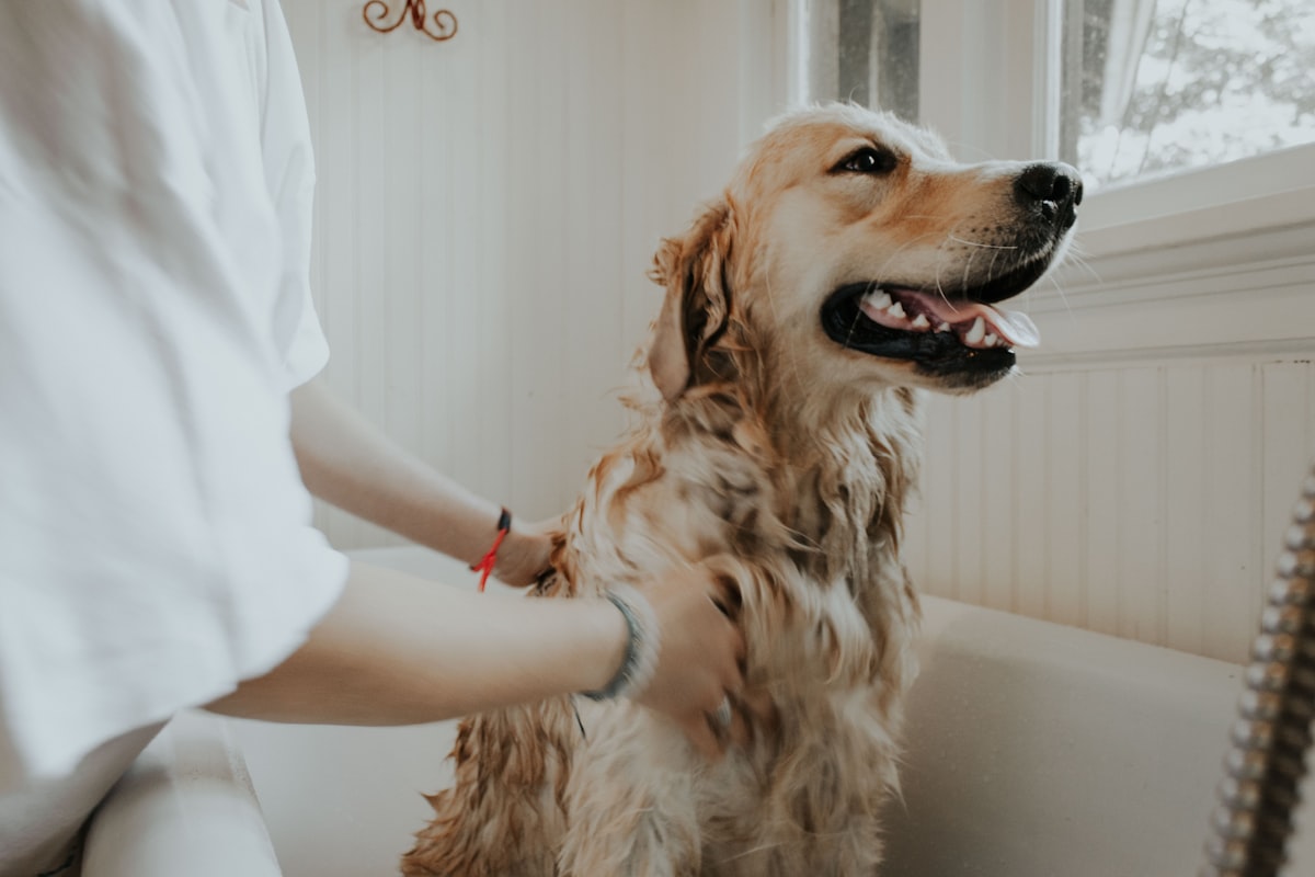 A carer gently brushing a golden retriever in warm window light