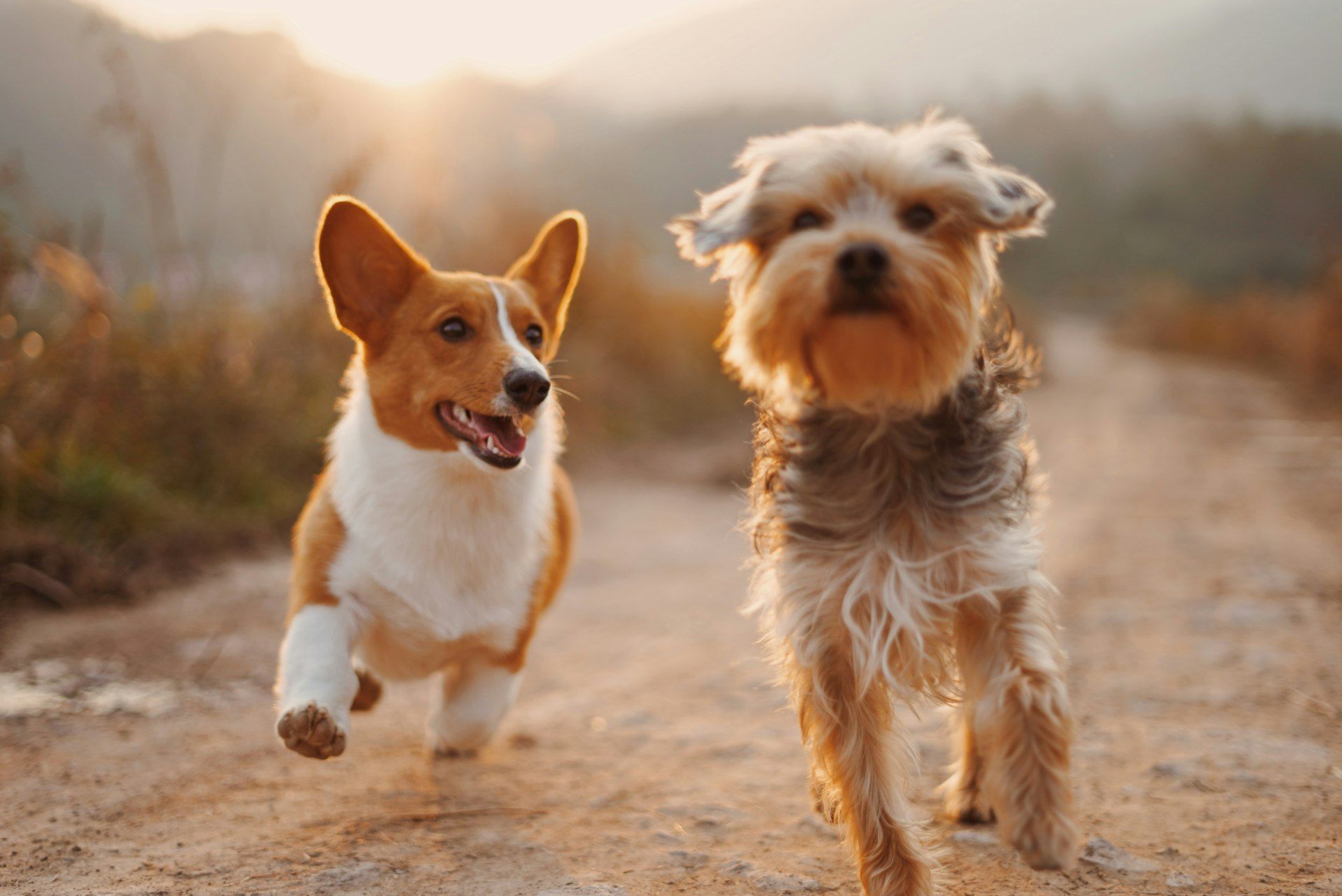 Two happy dogs running side by side down a warm country path