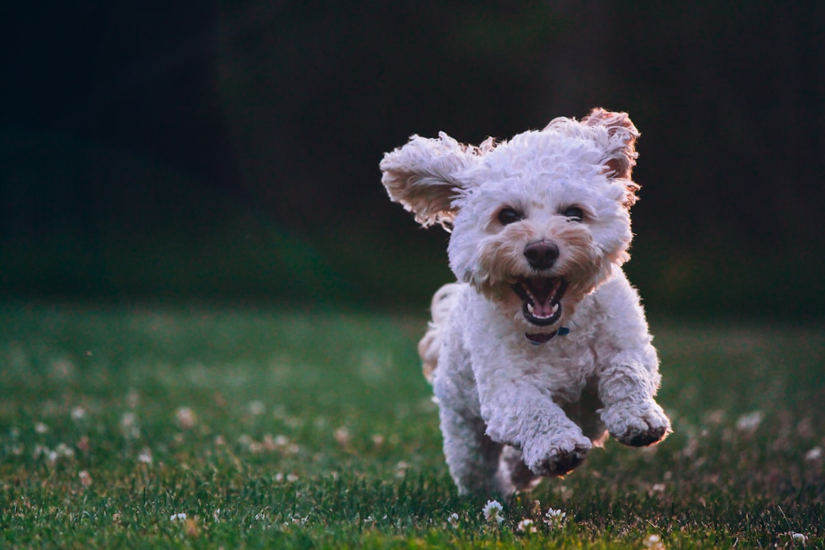 A joyful dog mid-sprint across the grass