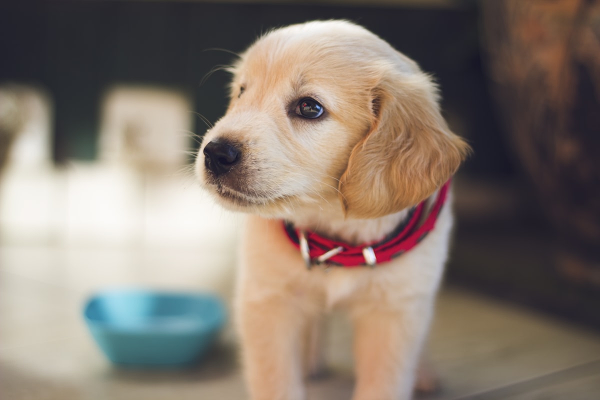 A puppy settled and comfortable indoors